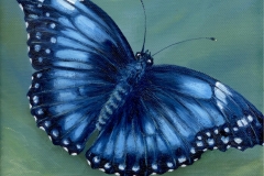 Modrý motýl- Morpho